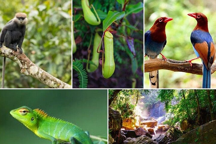 Day Tour to Sinharaja Rain Forest  - Photo 1 of 3